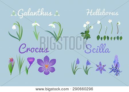 Set Spring Flowers.snowdrop Or Common Snowdrop Galanthus Nivalis Flowers.