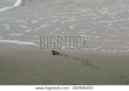 Loggerhead Sea Turtle Hatchling Nearly To The Sea Its Green And Yellow Shell Scutes Visible