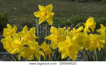 Yellow Flowers Of Narcissus Hispanicus, The Great Daffodil, In Flowerbed