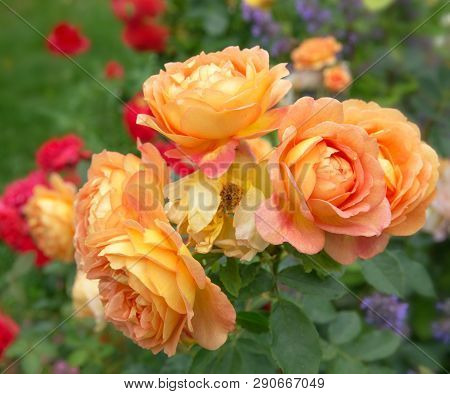 Blooming Orange English Rose In The Garden On A Sunny Day. Austin Rose Lady Of Shalott