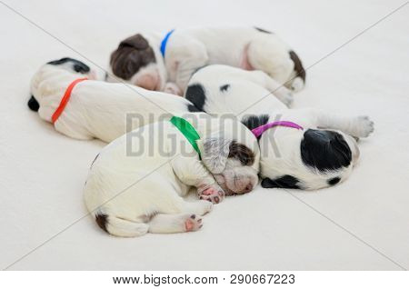 Four Little Spotted Puppies Of Breed A Spaniel Are Sleeping On The Blanket In Indoor.