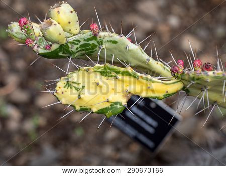 Opuntia Vulgaris Is A Species Of Cactus That Has Long Been A Domesticated Crop Plant Important In Ag