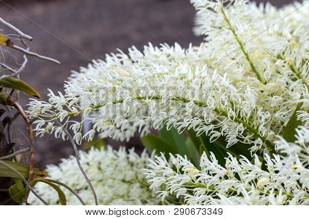 Dendrobium Speciosum Group Of Small White Flowers In Bloom, Orchid Flowers