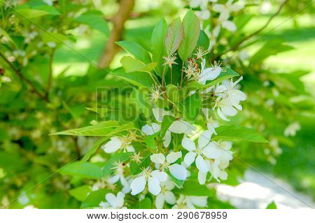 Orange Jasmine With Bloom On White Color