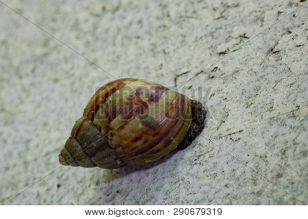Close Up Of A Large Garden Snail In The Wall,