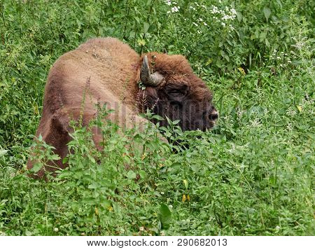 The European Bison Grazes On A Green Field With Tall Grass. Bison Bonasus, Also Known As Wisent Or T