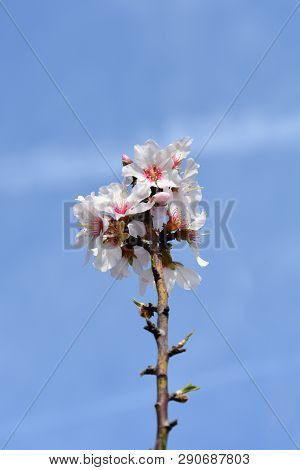 Almond Flower - Latin Name - Prunus Dulcis (syn. Prunus Amygdalus)
