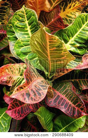 Vertical background of colorful croton plant leaves