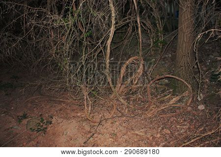 Dense Forest Next To The Agios Nikolaos Park Naousa Greece