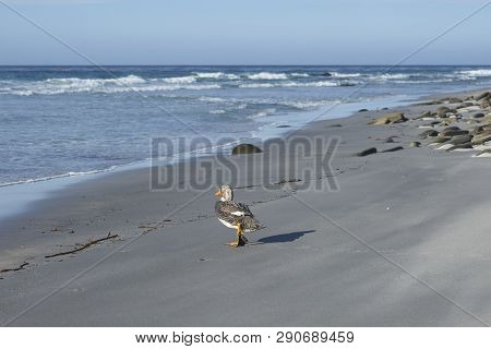 Falkland Steamer Duck (tachyeres Brachypterus) On A Sandy Beach On Sea Lion Island In The Falkland I