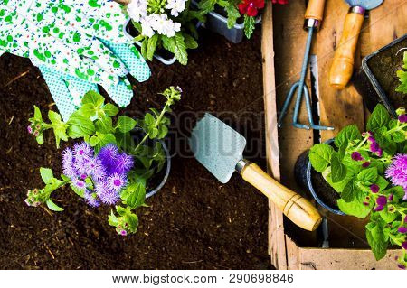 Colorful Flowers And Gardening Tools In The Soil Top View
