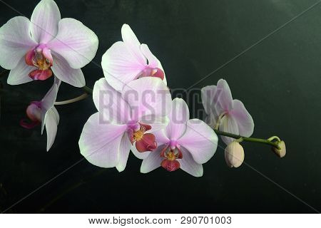 Orchidea Phalaenopsis On Black Background. Concept View.