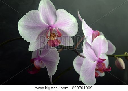Orchidea Phalaenopsis On Black Background. Concept View.