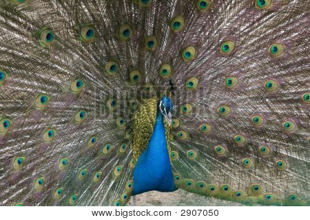 Pfau