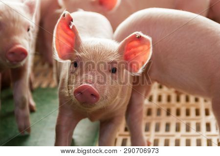 Pig Hatchery For Pig Meat Consumption In The Field
