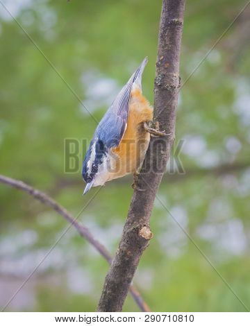 Red-breasted Nuthatch Sitting On A Branch In A Tree.