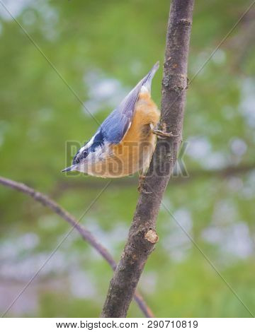 Red-breasted Nuthatch Sitting On A Branch In A Tree.