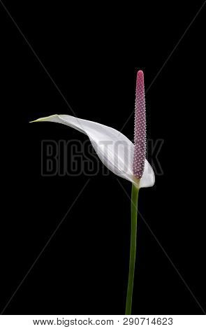 A Graceful Anthurium Flower Blooms With A Pink Spadix And White Spathe Isolated On A Pure Black Back