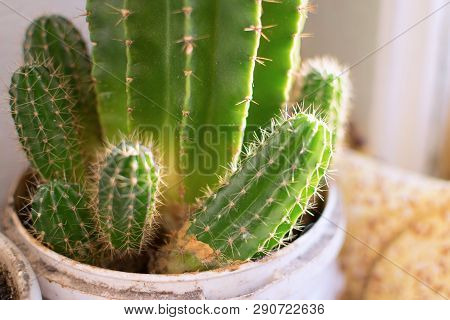 Cactus In Pot With Sunlight On Window Sill Close-up Natural