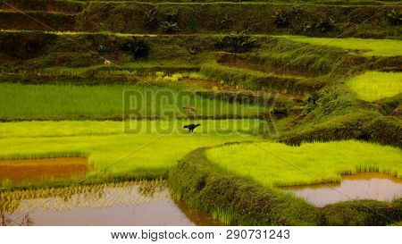 Landscape With The Rice Fields And Onive River At Antanifotsy In Madagascar