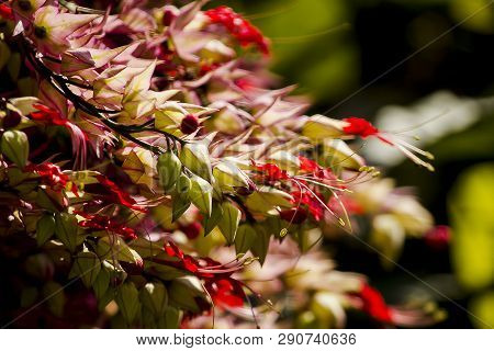 Clerodendrum Speciosum Dombr
Is A Vine Tree With Purple-red Color, Popularly Grown As A Wooden Arch