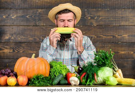 Community Gardens And Farms. Healthy Lifestyle. Farmer Hold Corncob Or Maize Wooden Background. Farm