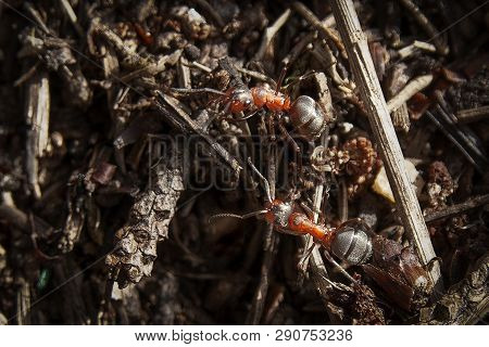 Two Large Forest Ants On A Sunny Day In The Forest