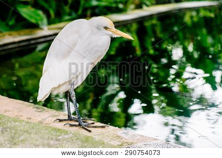 White Heron Staring In The Face-kuala Lumpur Bird Park