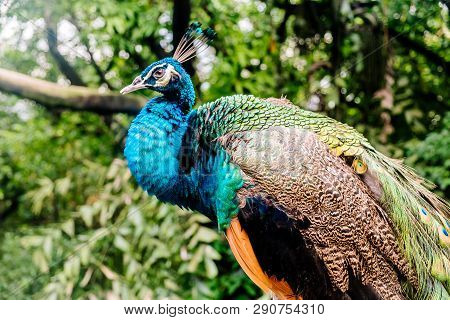 Peacock At The Bird Park In Kuala Lumpur