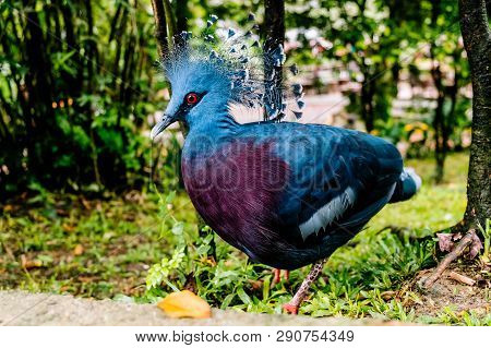 Western And Victorian Crowned Pigeon. Bird Park Kuala-lumpur, Malaysia.