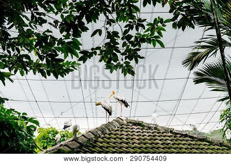 Marabou Bird In In The Park Birds In Kuala Lumpur, Malaysia