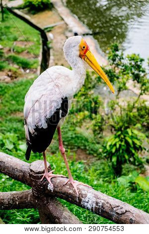 Marabou Bird In In The Park Birds In Kuala Lumpur, Malaysia