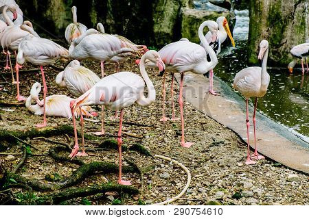 White Flamingo Seen In Bird Park In Kuala Lumpur