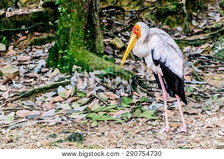Marabou Bird In In The Park Birds In Kuala Lumpur, Malaysia