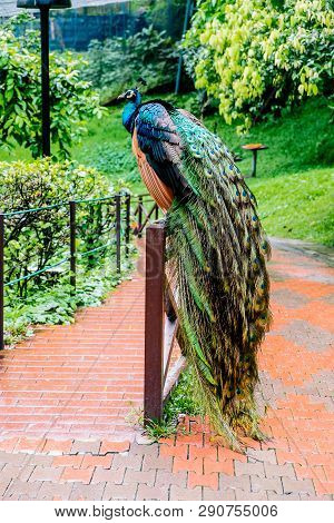 Peacock At The Bird Park In Kuala Lumpur