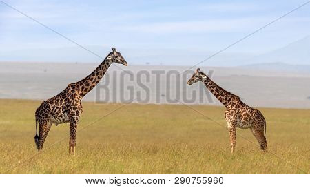 Male and female Masai giraffe, Giraffa camelopardalis tippelskirchii, in the long grass of the Masai Mara, Kenya. 