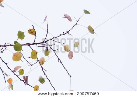 Green Yellow Leaves Pattern Background, Natural Background And Wallpaper