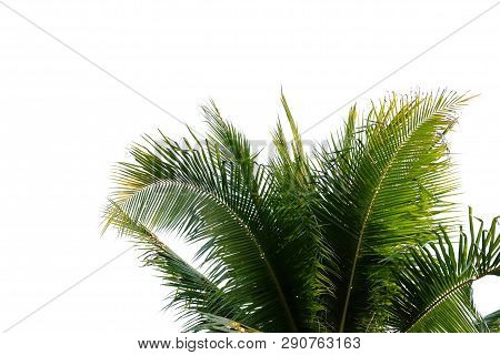 Coconut Leaves On White Isolated Background For Green Foliage Backdrop