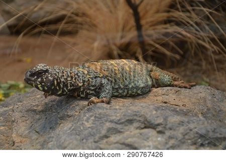 The North African Mastigure, Zoo Of Frankfurt