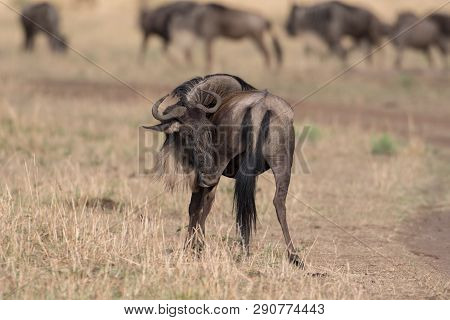 Wildebeest In A Savannah In Masai Mara Game Reserve, Keny