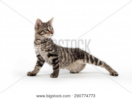 Cute Baby Taby Kitten Playing Isolated On White Background