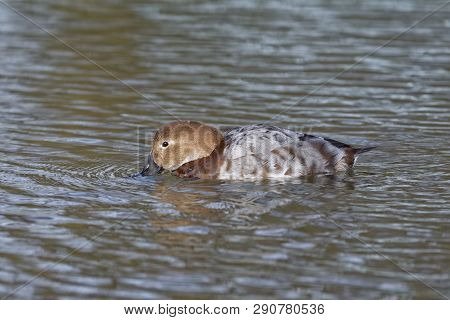 Canvasback Duck - Aythya Valisineria 
Female From North America