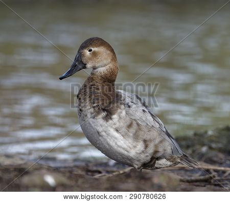 Canvasback Duck - Aythya Valisineria 
Female Standing By Water
