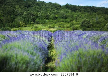 Lavender Field In Summer Near Tihany, Hungary