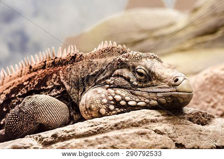 Close-up Shot Of Boring-face Brown Adult Iguana Lying On A Rock.