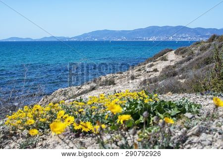 Yellow Wildflowers Blossom Against Blue Ocean Mallorca