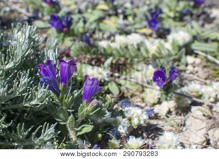Creeping Purple Flower Echium Sabulicola, Also Called Sand Viper’s-bugloss Growing On Limestone Rock