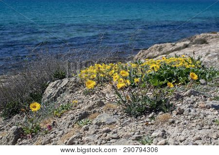 Yellow Wildflowers Blossom Against Blue Ocean Mallorca