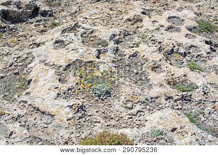 Yellow Wildflowers Blossom Grow In Rugged Limestone Terrain Mallorca