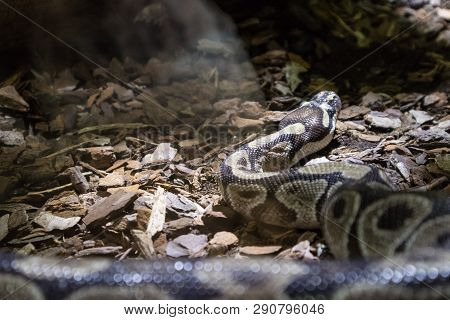 The Ball Python, Python Regius, Also Known As The Royal Python